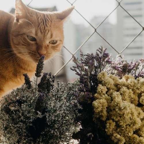 Cute kitty smelling flowers